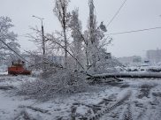 Дерево упало на провода и дорогу.