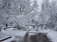 Деревья падали под весом снега.