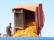 Уборка урожая.