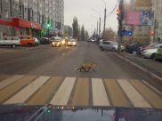 В Воронеже на переходе сфотографировали лису.