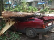 Сильный ветер способен повалить дерево.