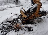 Из-за сильного ветра могут падать деревья.