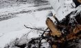 На дорогу упало дерево.