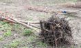 Деревья и кустарники нашли.