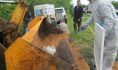 Больных свиней, как правило, уничтожают.