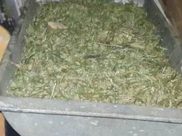 Марихуана.