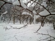 В городе пройдет мокрый снег.