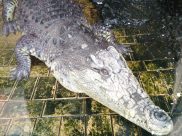 Крокодил Тоша.