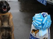 Пес Зорро.
