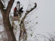 Начали обрезку деревьев.