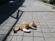 В Воронеже резко потеплеет.