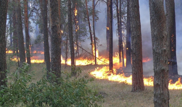 Участились случаи ландшафтных пожаров.