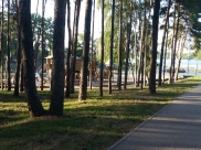 Парки Воронежа обрабатывают от комаров и клещей.