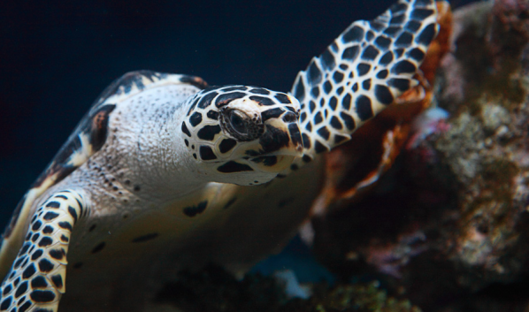 Черепаха из воронежского океанариума.