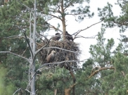 Гнездо орланов.