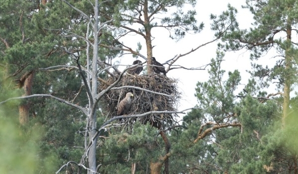 Гнездо орланов.