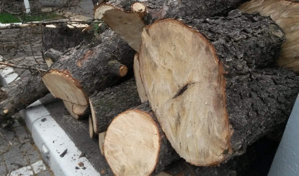 Зараженные деревья вырубили.