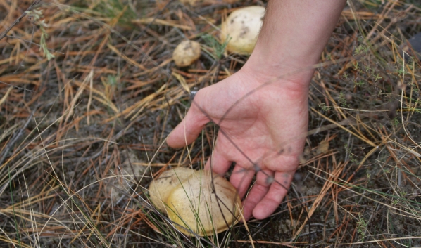Зафиксировали первый в этом году случай отравления грибами.