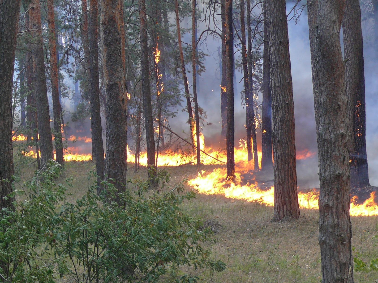 Лесов 20. Пожары в Воронежской области 2010. Лесные пожары в Тамбовской области. Пожар в Воронежской области в 2010 году. Низовой пожар.