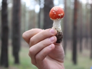 Грибы.