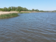Санитарные врачи призывают купать лишь в чистых водоемах.