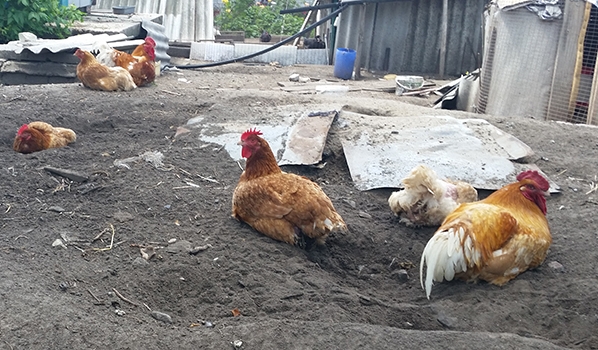 Воровка хотела стащить куриц.
