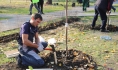 В регионе высадили деревья.