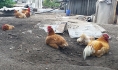 Куры.