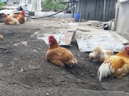 Куры.