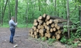Вырубают деревья.