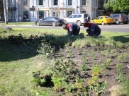 В Воронеже высаживают многолетние растения.