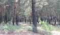 Тайник был в лесу.