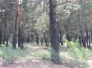 Тайник был в лесу.