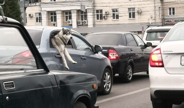 Пес оглядывал проезжающие авто.Пес оглядывал проезжающие авто.