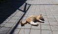 Кот.