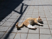 Кот.
