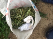 Конопля была в мешках от сахара.