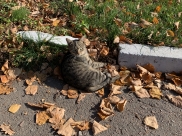 Погода порадует не только людей.