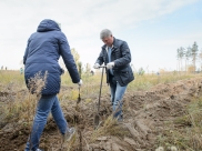 Под Воронежем в рамках акции «Живи, лес!» высадили сеянцы сосны в лесничестве.