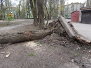 Ветер может повалить деревья.