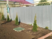 Воронежец воровал туи.