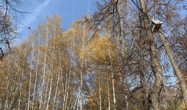 Осень в Воронеже.