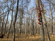 Зима приходит в Воронеж.