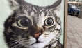 Кот.