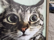 Кот.