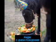 Пони Раду поздравили с днем рождения.