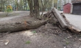 Ветер может повалить старые деревья.