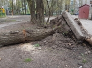 Ветер может повалить старые деревья.