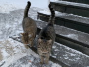 Коты.