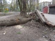 Сильный ветер может повалить деревья.
